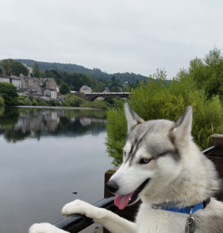 Perth, Scotland with dog